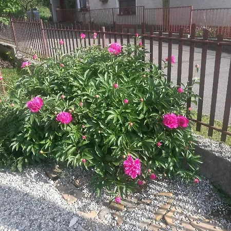 Drevenica Zapadne Tatry S Kupacou Kadou A Krbom Apartman Zsár