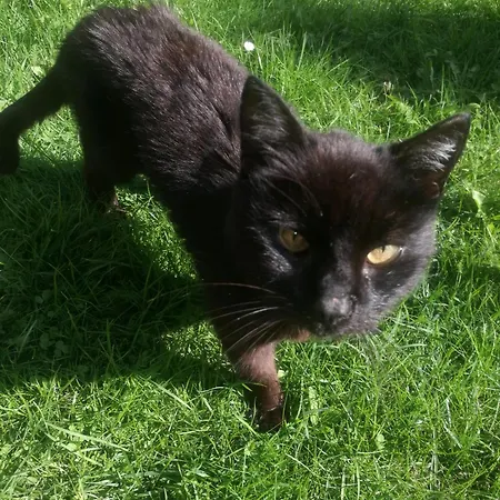 Drevenica Zapadne Tatry S Kupacou Kadou A Krbom *