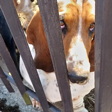 Apartment Drevenica Zapadne Tatry S Kupacou Kadou A Krbom Ziar